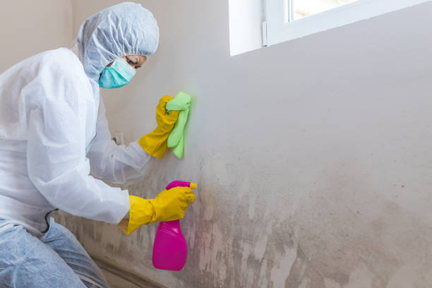 Best Mold Damage Restoration  in Saginaw, MI